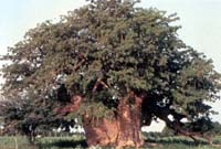 baobab1p.jpg