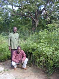 baobab_1_p.jpg