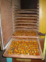 img_152_p.jpg
