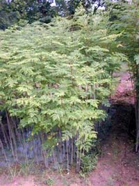 moringa_1_p.jpg
