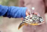 poisson_1_p.jpg