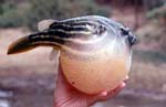 poisson_2_p.jpg