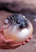 poisson_3_p.jpg