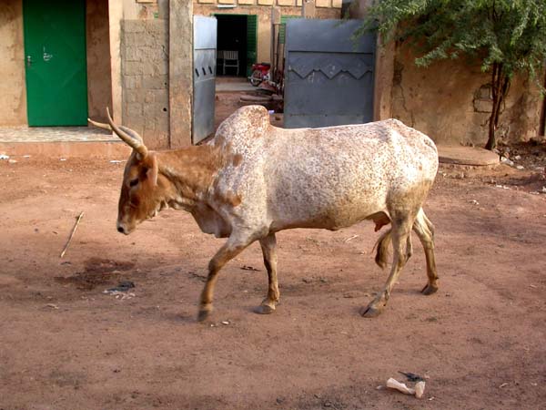 Ce type de vache locale (avec une bosse) se nomme "zébu"