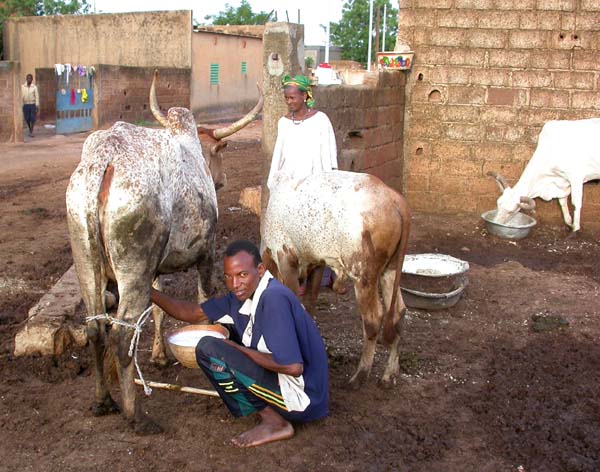 On peut voir également quelques hommes traire leurs vaches