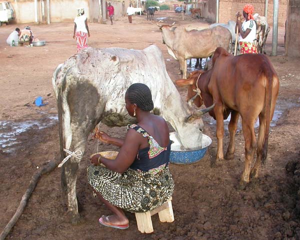Devant chaque cour, ou presque, les femmes s'installent pour traire leurs quelques vaches.