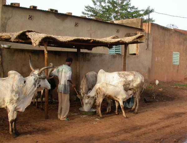 C'est l'heure de la traite. L'occasion aussi pour les vaches de recevoir un complément de nourriture