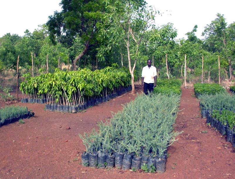 Pépinière avec des plants d'acacia albida qui nourrit fortement la terre