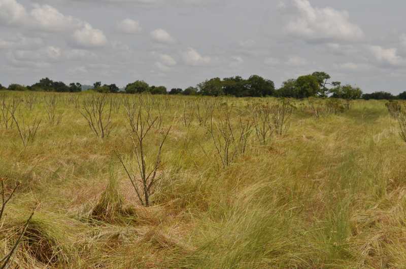 jatropha dans une terre aride, entre Boni et Pa : où sont les noix ?