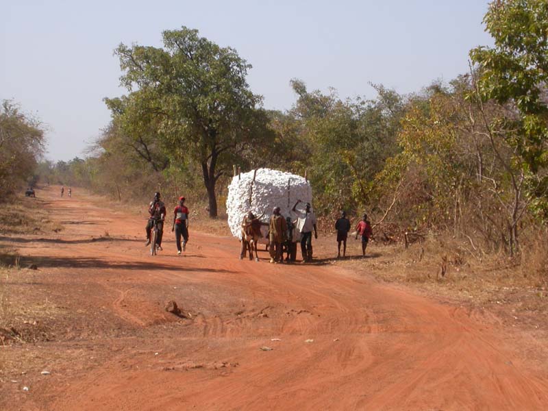 Transport du coton, du champ au village !