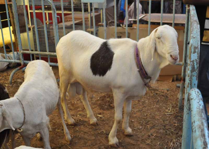 Un beau mouton "laadoum", richesse du Sénégal