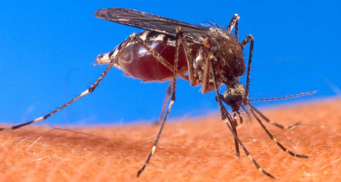 Le moustique, vecteur du paludisme