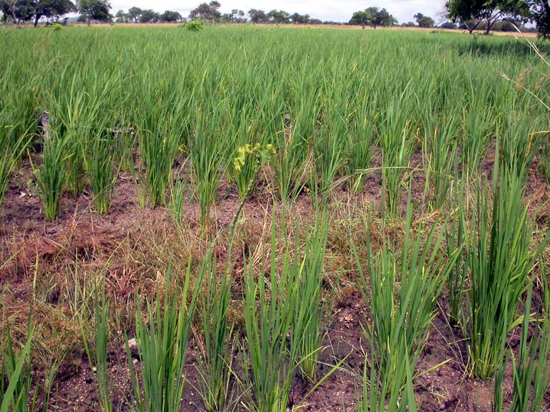 Près de Boni : plant de jatropha au milieu d'une rizière (sept. 2008)