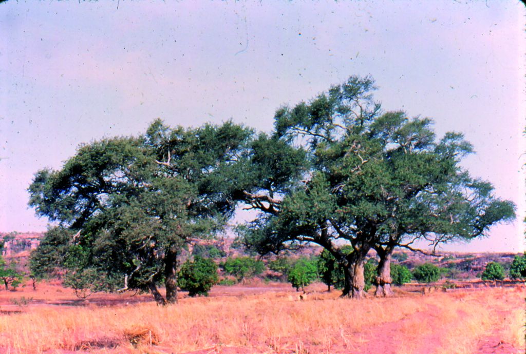 Acacia albida