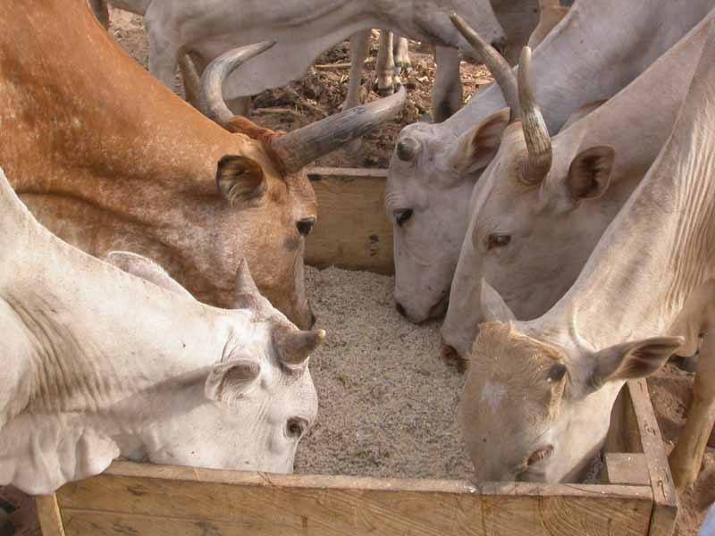 Le soja devrait permettre d'améliorer le complément alimentaire de ces vaches